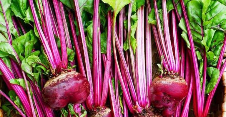 13 Fast-Growing Vegetables You Can Harvest in Under a Month