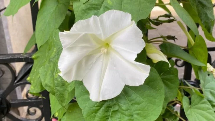 13 Flowers That Bloom at Night and Smell Amazing