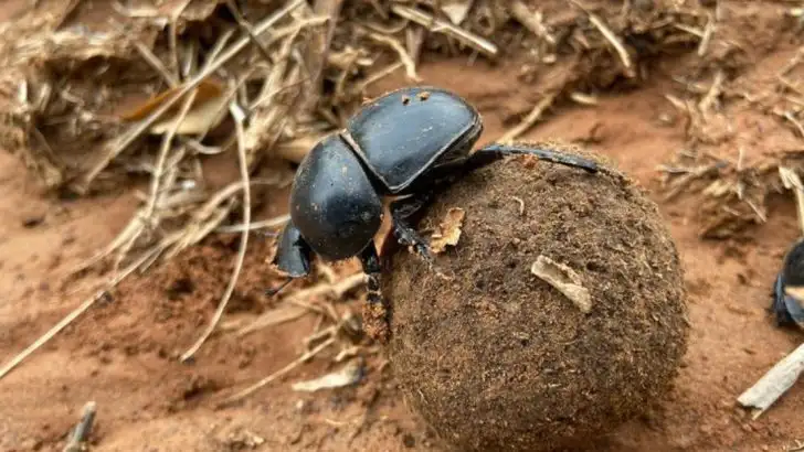 13 Hidden Helpers Living in Your Soil Right Now