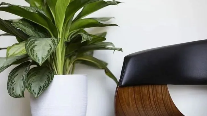 13 Indoor Plants That Clean the Air Better Than a Filter