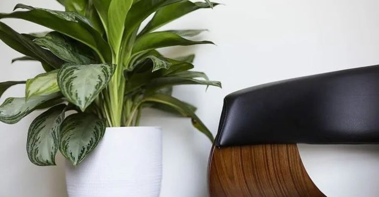 13 Indoor Plants That Clean the Air Better Than a Filter