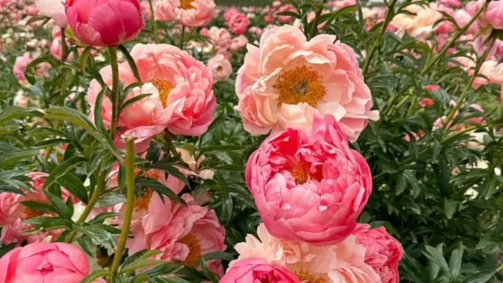 13 Low-Maintenance Blooms That Add Grace to Any Space