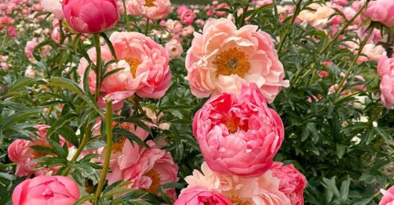 13 Low-Maintenance Blooms That Add Grace to Any Space