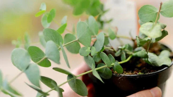 13 Plants That Smell Amazing—And Keep Mosquitoes Away