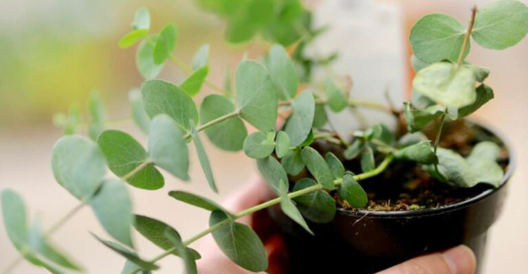 13 Plants That Smell Amazing—And Keep Mosquitoes Away