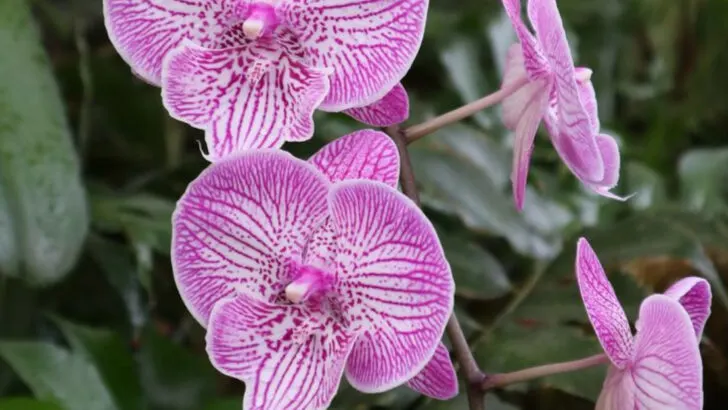 13 Popular Indoor Plants That Secretly Attract Pests—And 7 That Repel Them