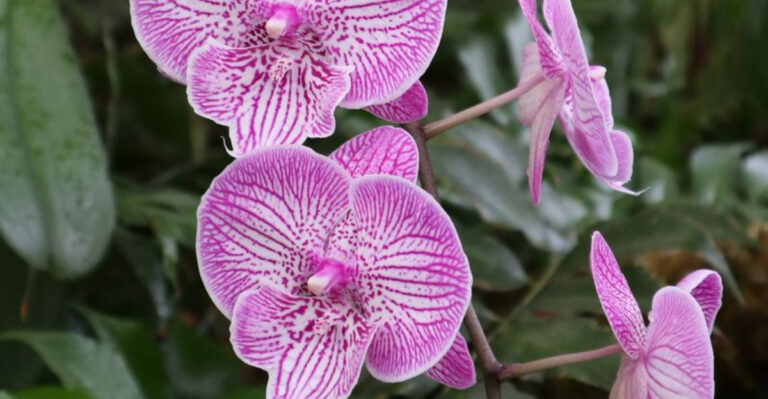 13 Popular Indoor Plants That Secretly Attract Pests—And 7 That Repel Them