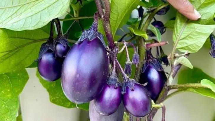 13 Vegetables and 7 Herbs That Regrow Faster and Taste Better With Less Water