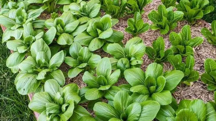 13 Vegetables That Regrow Faster If You Harvest Them Wrong