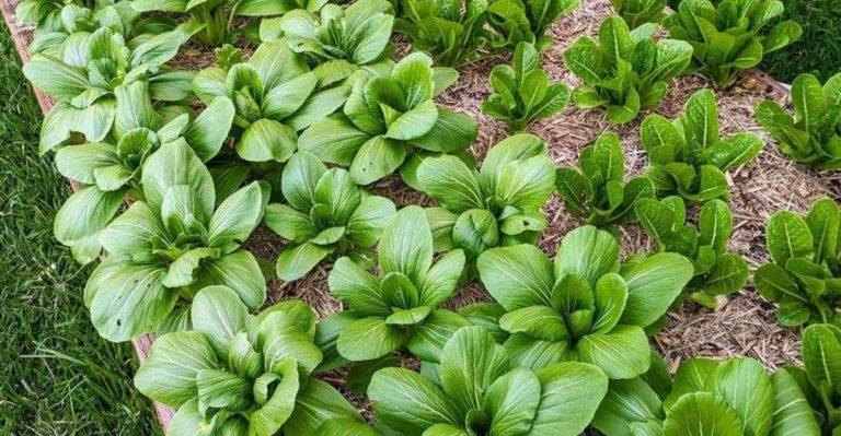 13 Vegetables That Regrow Faster If You Harvest Them Wrong