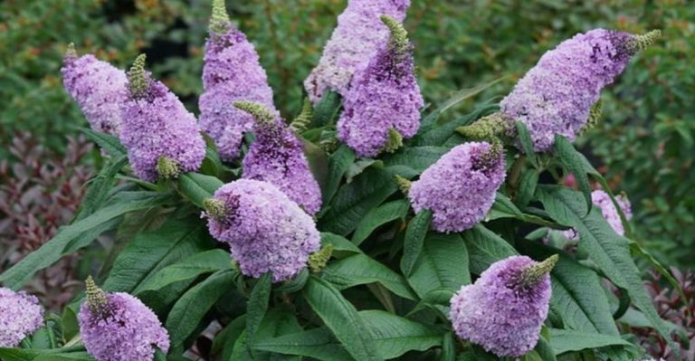 14 Flowers and 6 Shrubs That Attract Butterflies and Stay Blooming Longer