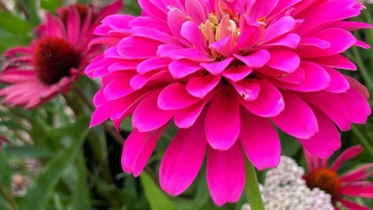 14 Flowers That Attract Pollinators All Season + 6 That Actually Repel Them