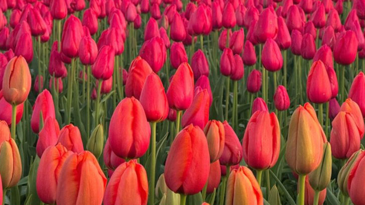 14 Gorgeous Flowers Everyone Buys—And 6 Better Ones Nobody Talks About