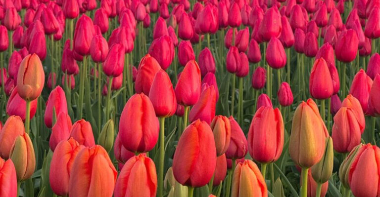 14 Gorgeous Flowers Everyone Buys—And 6 Better Ones Nobody Talks About