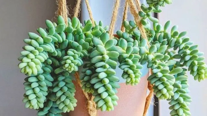14 Low-Maintenance Succulents That Add Color to Any Room