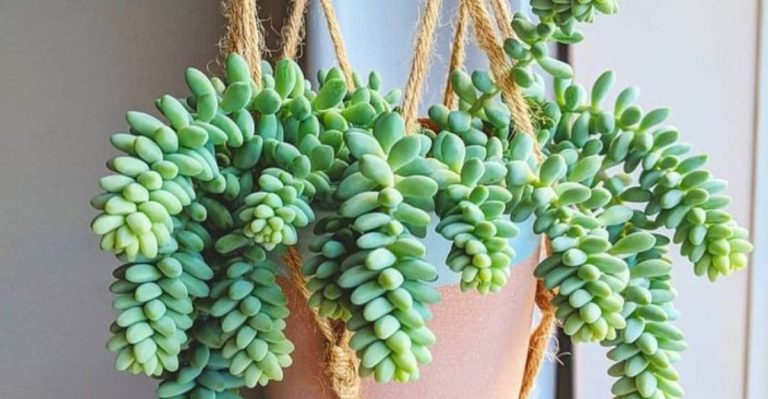14 Low-Maintenance Succulents That Add Color to Any Room
