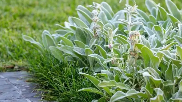 14 Perennials That Replace Lawn Better Than Grass Ever Could