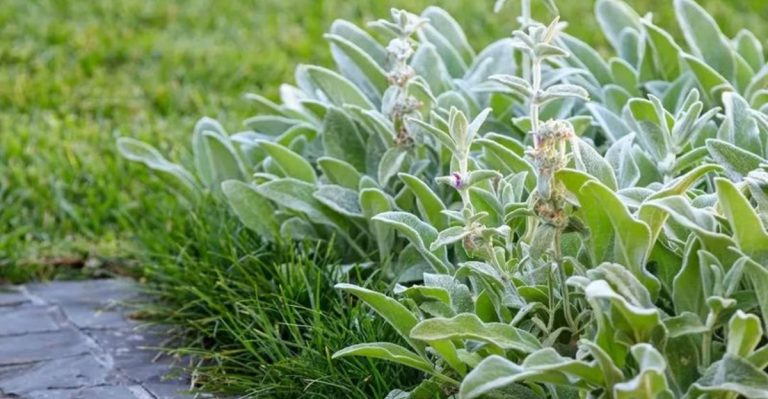 14 Perennials That Replace Lawn Better Than Grass Ever Could