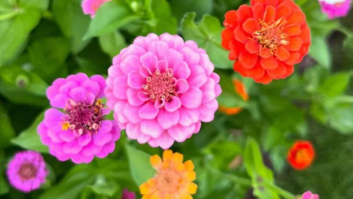 14 Plants to Avoid This Summer—and 6 You Should Plant Instead