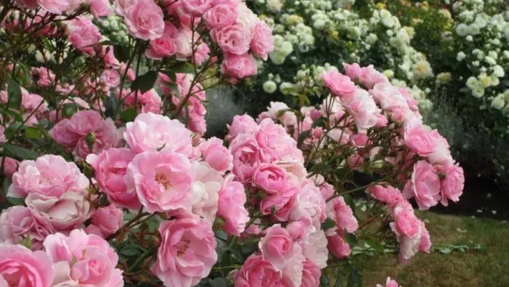 14 Roses That Bloom Continuously Without Deadheading