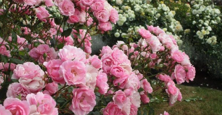 14 Roses That Bloom Continuously Without Deadheading