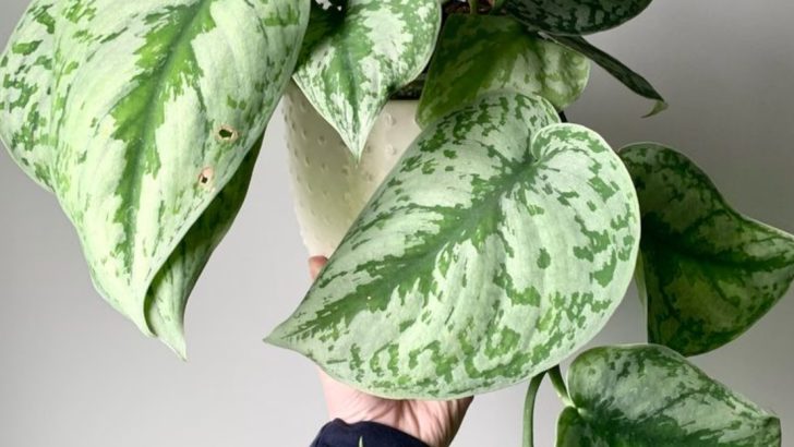 14 Self-Watering Plants That Don’t Need You to Be Home