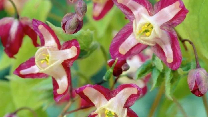 14 Shade-Loving Plants That Don’t Attract Slugs