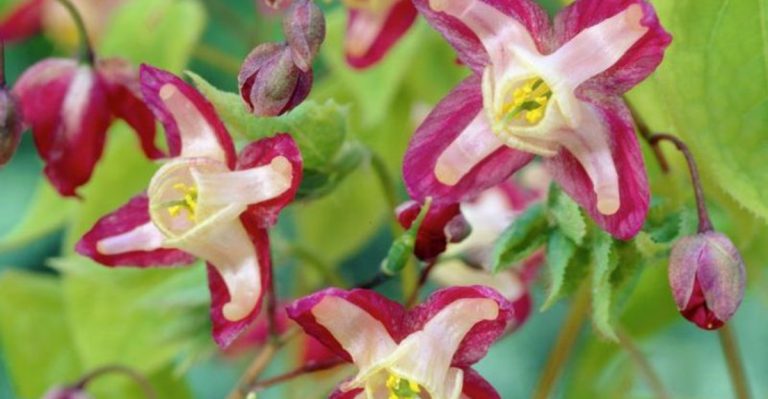 14 Shade-Loving Plants That Don’t Attract Slugs