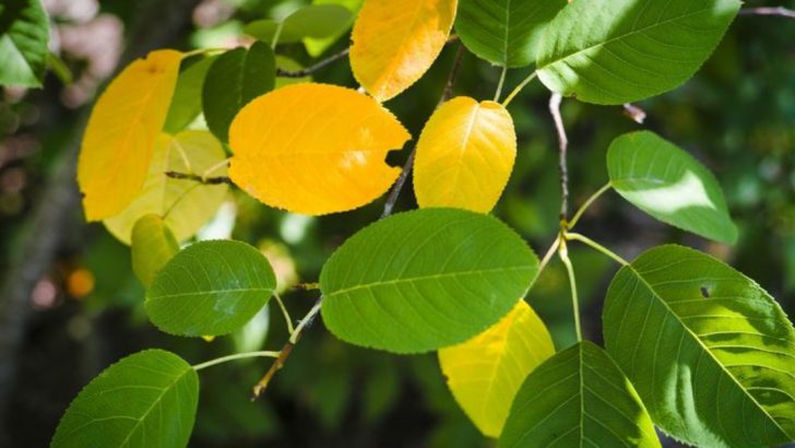 14 Signs Your Plant Is Stressed (and How to Help It Bounce Back)