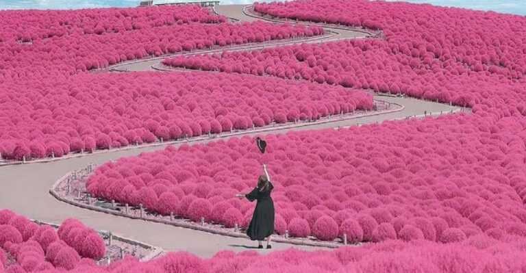 14 Summer Trips to Take If You Plan Vacations Around What’s in Bloom