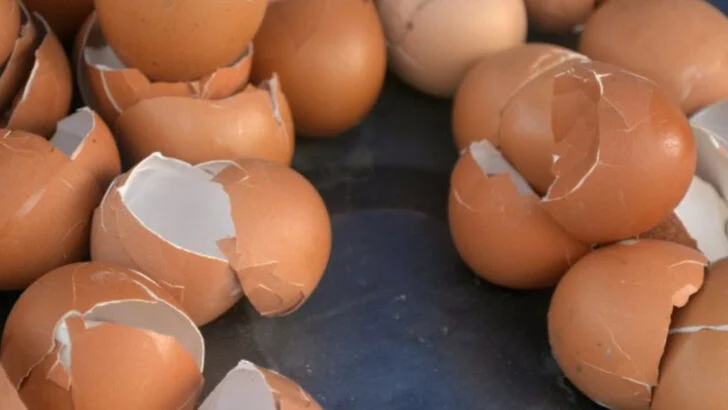 14 Things You Thought Were Bad for Plants (But Actually Help Them Grow)