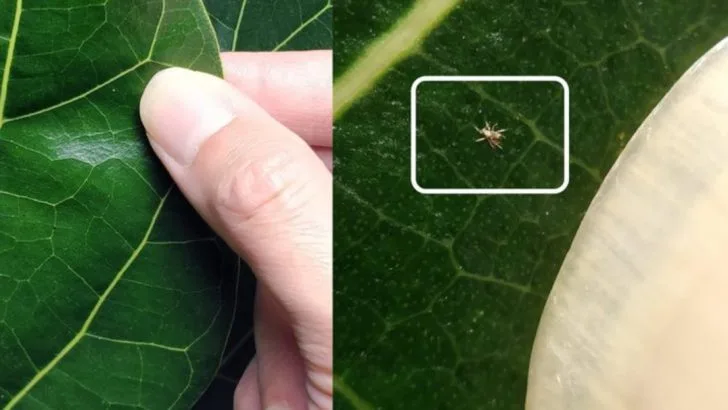 14 Trendy Indoor Plants That Attract Pests Easily