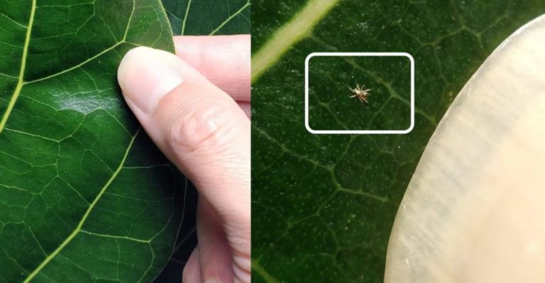 14 Trendy Indoor Plants That Attract Pests Easily