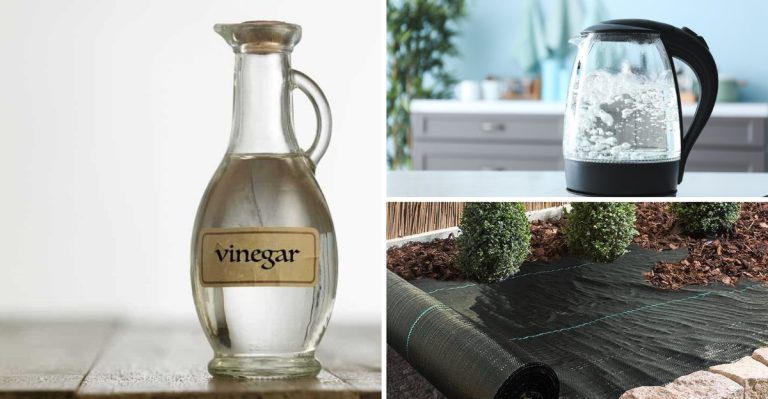 14 Ways to Treat and Prevent Weeds in Gravel