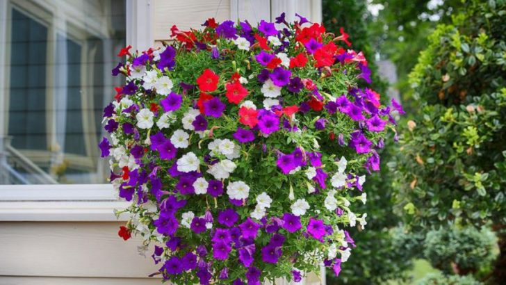 15 Great Plants for Women Over 60 and 7 That Usually Disappoint