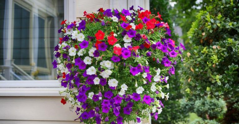 15 Great Plants for Women Over 60 and 7 That Usually Disappoint