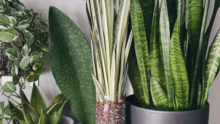 15 Air-Purifying Plants That Also Add Texture and Color