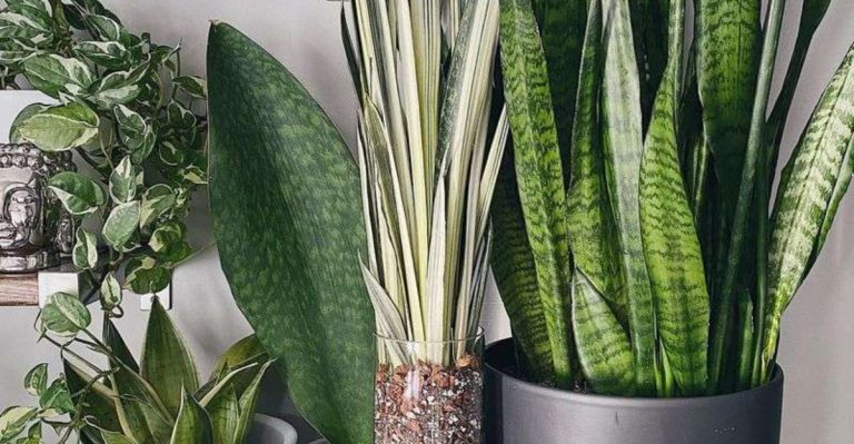 15 Air-Purifying Plants That Also Add Texture and Color