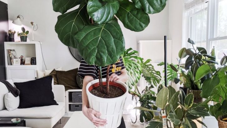 15 Air-Purifying Trees You Can Grow in Containers