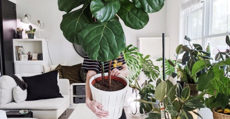 15 Air-Purifying Trees You Can Grow in Containers