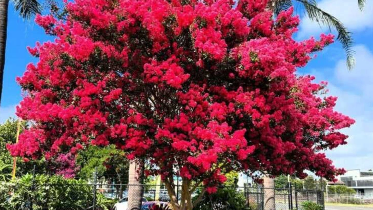 15 Backyard Trees That Stay Small but Give Huge Shade