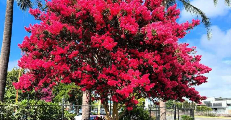 15 Backyard Trees That Stay Small but Give Huge Shade