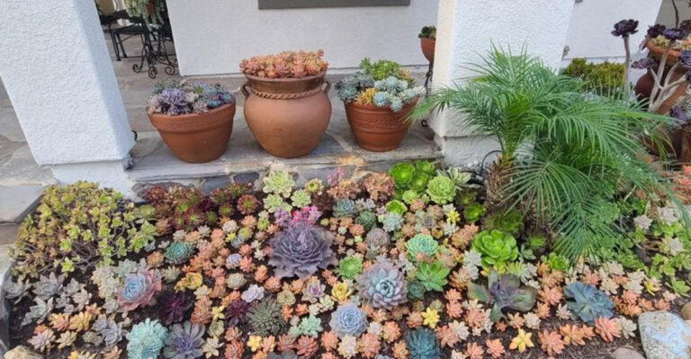 15 Backyard Upgrades That Start with Just One Plant (And Change Everything)