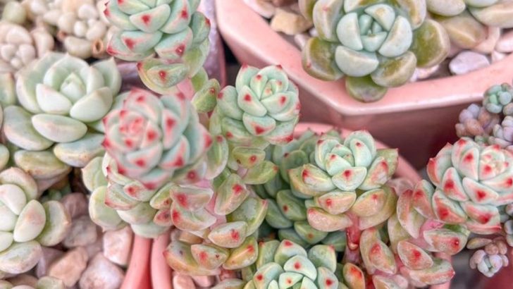 15 Balcony Plants That Never Drop Leaves or Make a Mess
