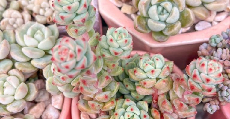 15 Balcony Plants That Never Drop Leaves or Make a Mess