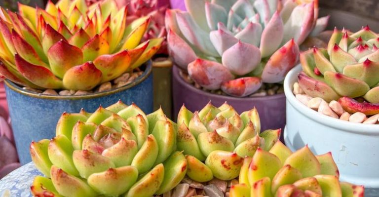 15 Balcony Plants That Survive Heat and Love Neglect