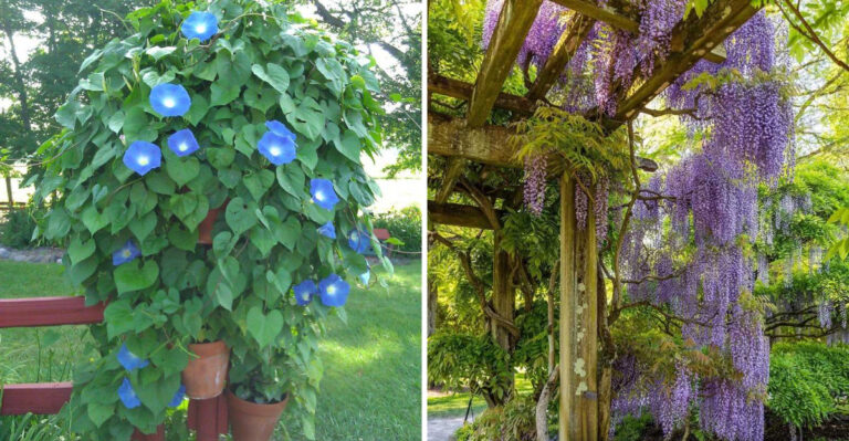 15 Climbing Flowers That Cover Fences, Arches and Walls Beautifully