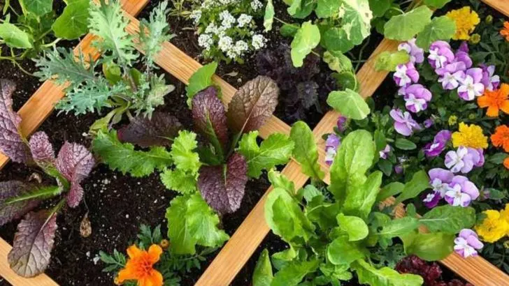 15 Creative Ways to Keep Your Garden Thriving During Hot July Days
