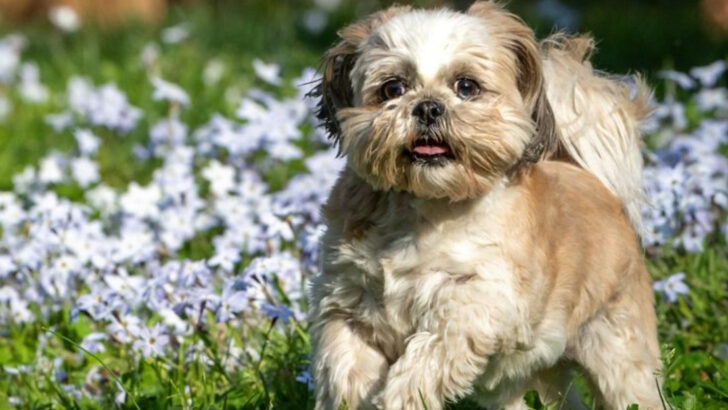15 Dog-Friendly Ground Covers That Can Handle Paws and Play