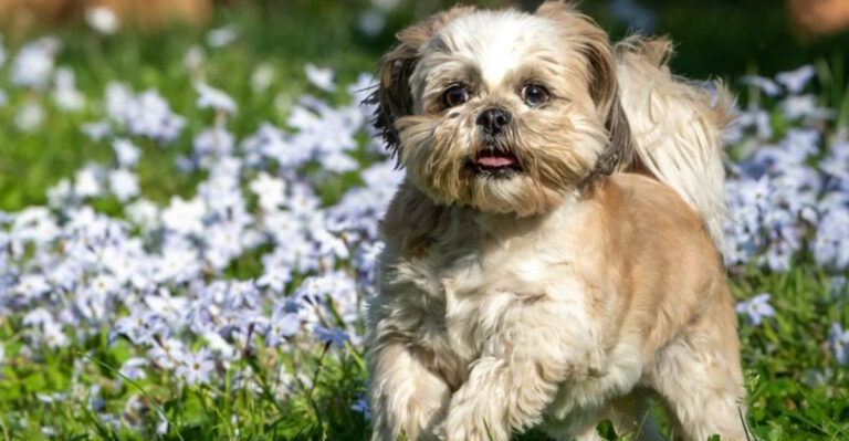 15 Dog-Friendly Ground Covers That Can Handle Paws and Play
